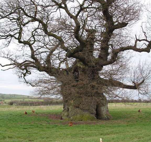 Chicken Tree Chicken Tree