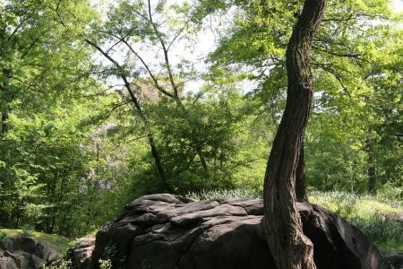 Forest rock Forest rock