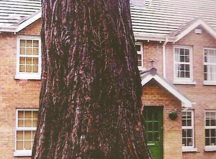 House Tree House Tree