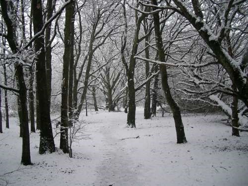 Snowy Wood Snowy Wood