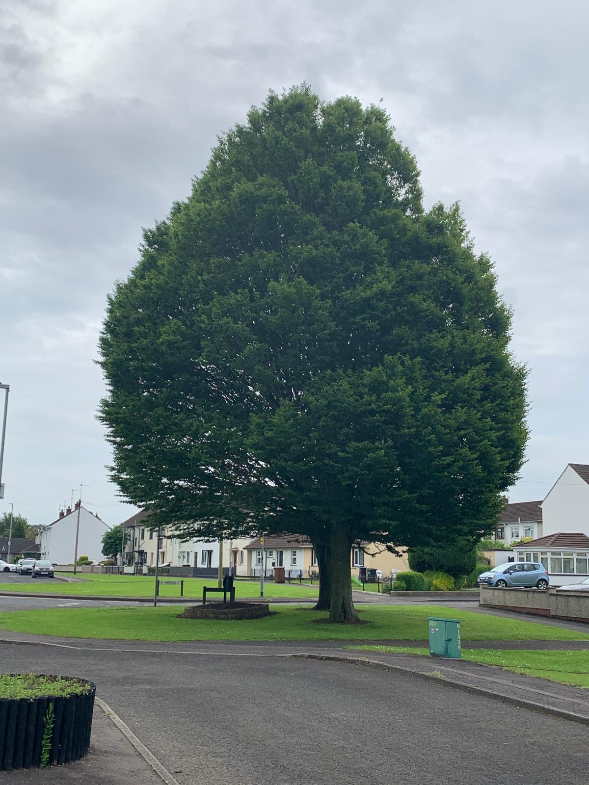 Superb example of an early mature Hornbeam at Lough Shore Park, Antrim