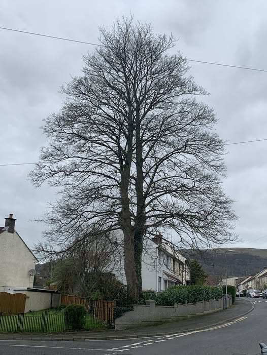A magnificent Belfast sycamore, providing beauty, habitat, shade and lasting character.