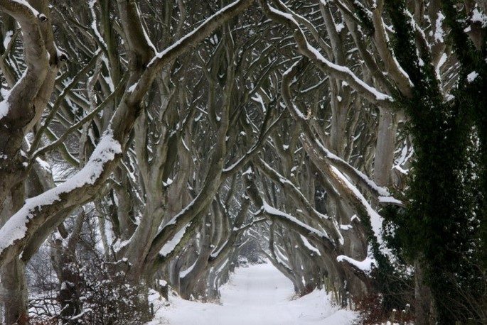 Tree surveys in Antrim