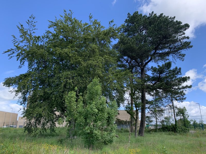 Tree surveys in Ballymena