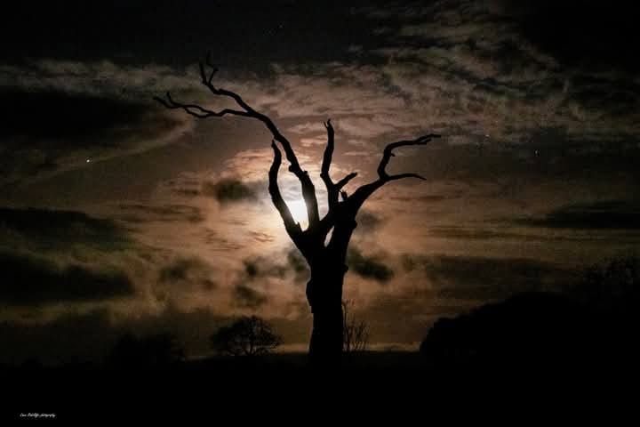 Tree surveys in Bangor