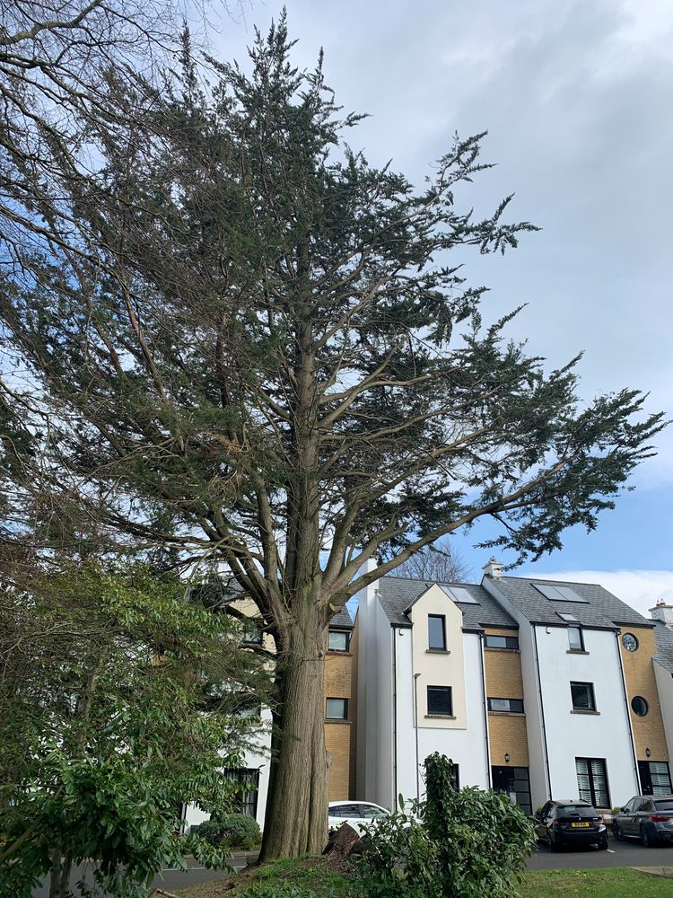 Tree surveys in Derry/Londonderry