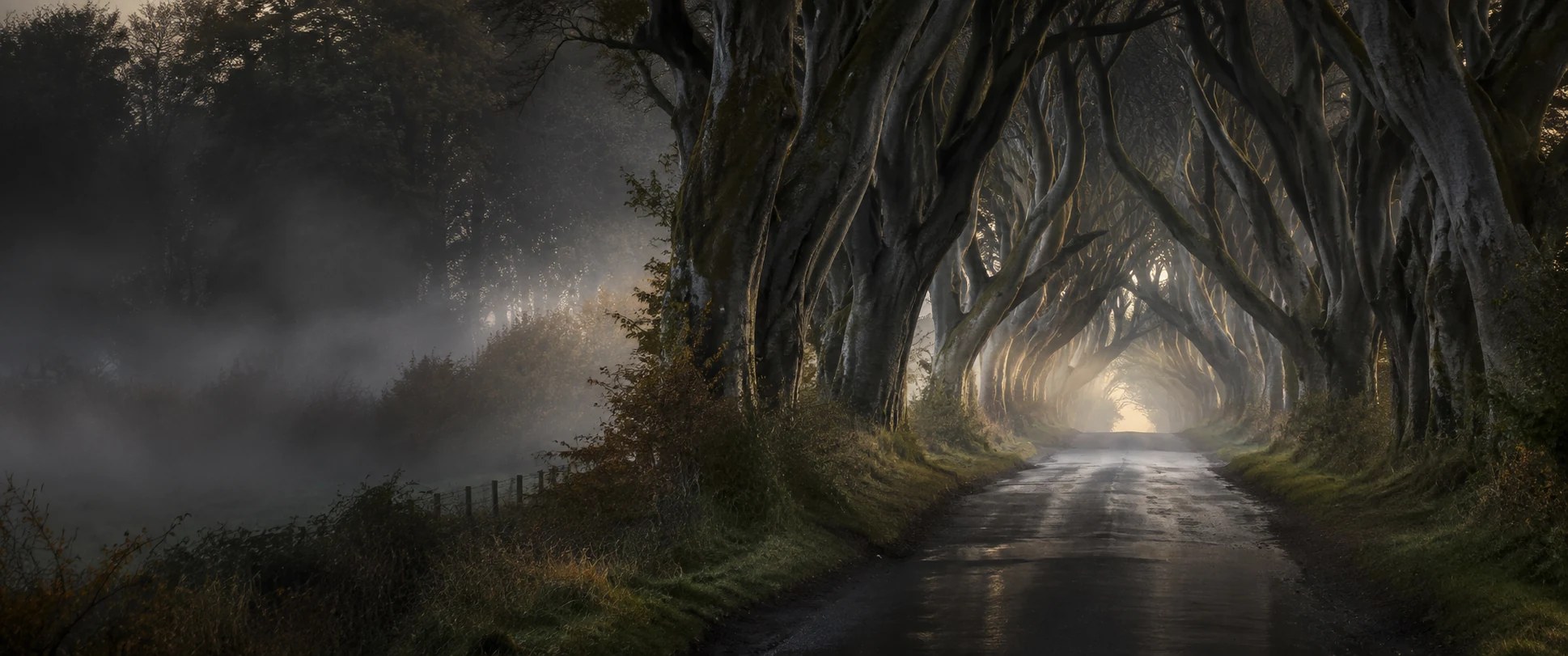 The Dark Hedges beech avenue emerging through morning mist