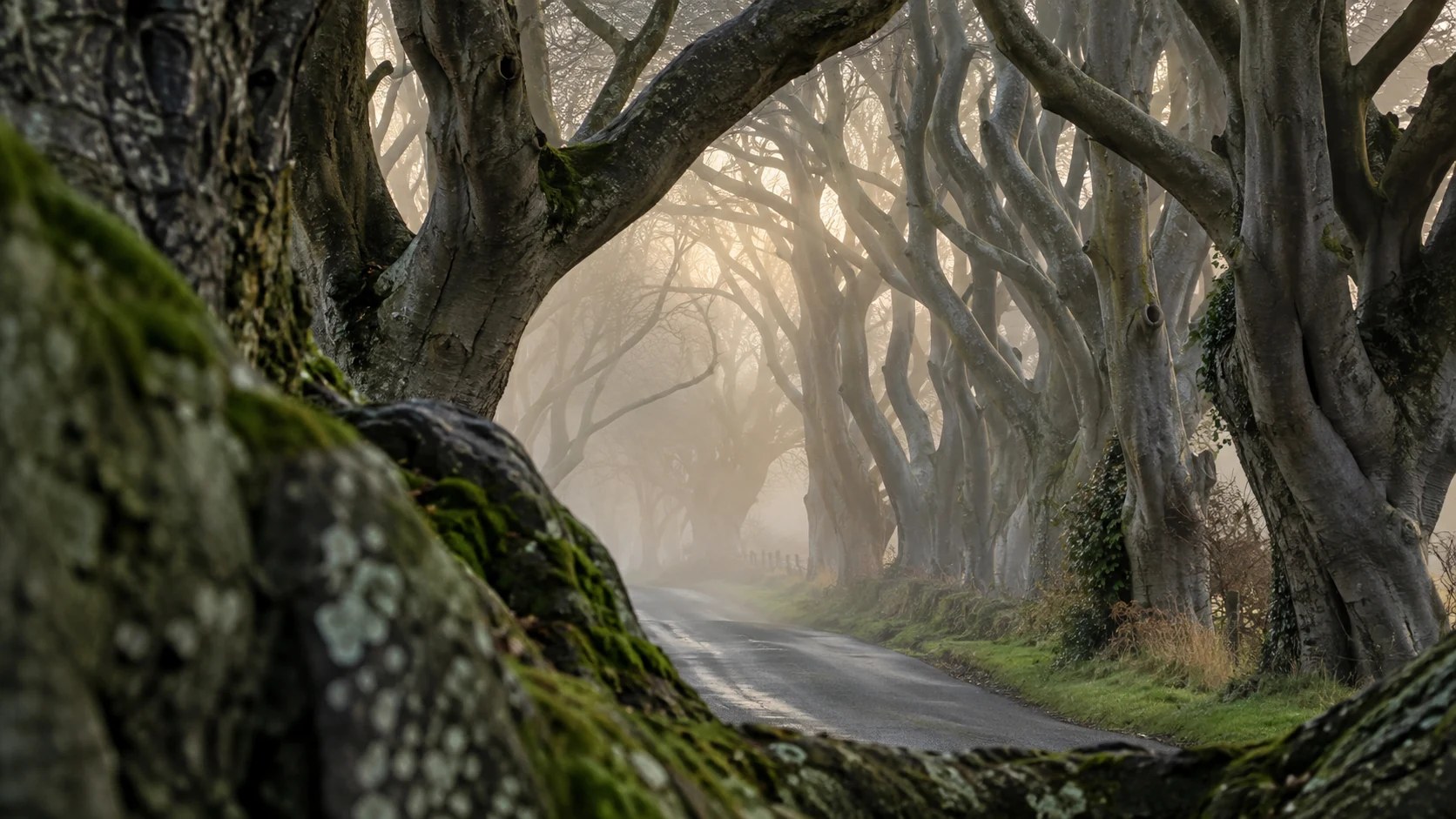 A great old beech and misty roadway at the Dark Hedges